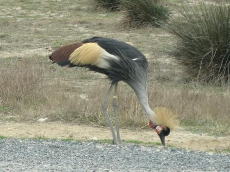 R�serve Africaine de SIGEAN