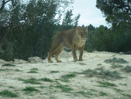 R�serve Africaine de SIGEAN