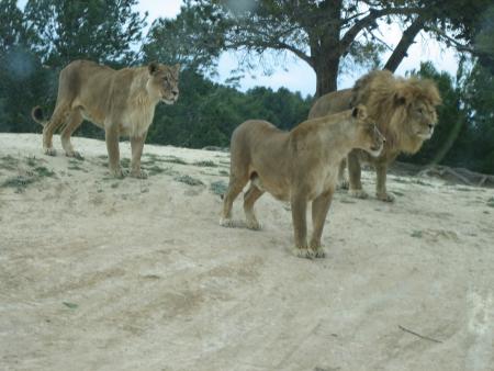 R�serve Africaine de SIGEAN