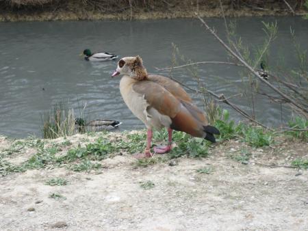 R�serve Africaine de SIGEAN