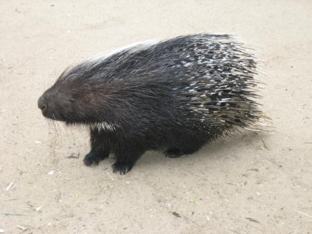 R�serve Africaine de SIGEAN