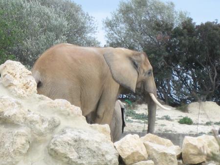 R�serve Africaine de SIGEAN