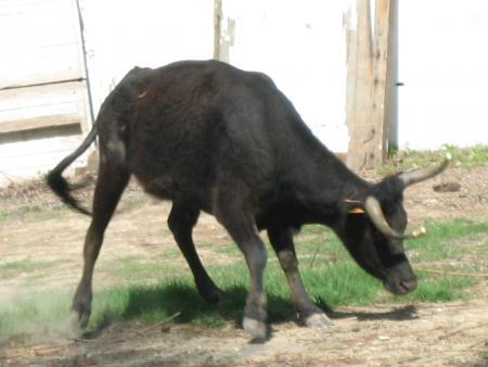 Ferrade � la manade MARTINI