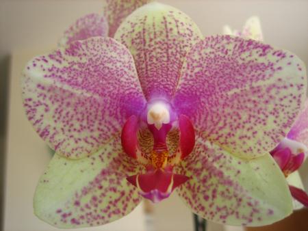Mon orchid�e