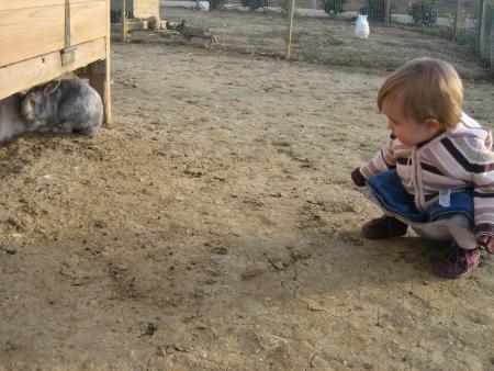 La maison des lapins
