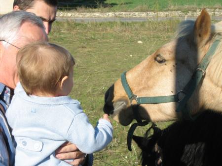 Les chevaux avec Papy Serge