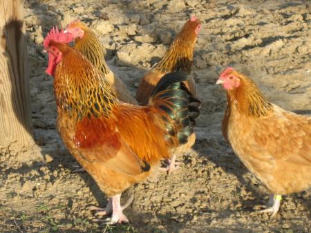 les poules et le coq